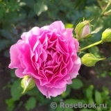 Sheherazade
