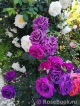 Parfum de Reve