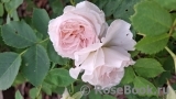 Morden Blush