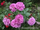 Purple Rain