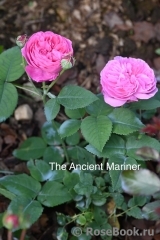 Ancient Mariner, The