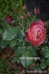 Hot Cocoa