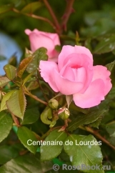 Centenaire de Lourdes 