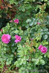 Princess Anne 