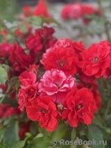 Roter Korsar 