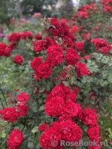 Roter Korsar 