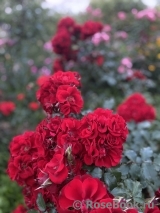 Roter Korsar 