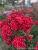 Roter Korsar 