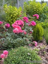 Rosarium Uetersen