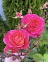 Belle Epoque Sunflor ®