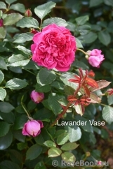 Lavander Vaza