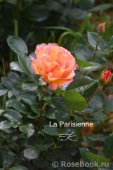 La Parisienne