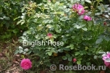 England's Rose
