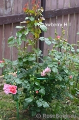 Strawberry Hill 