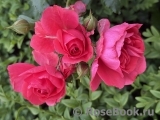 Rosarium Uetersen