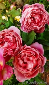 Romantic Antike Freelander ®
