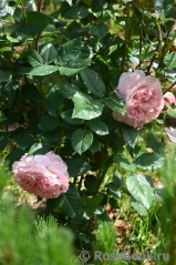 Augusta Luise