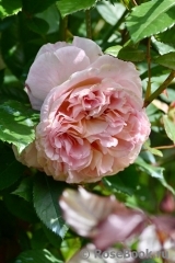Augusta Luise