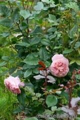 Augusta Luise