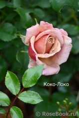 Koko Loko