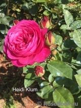 Heidi Klum Rose