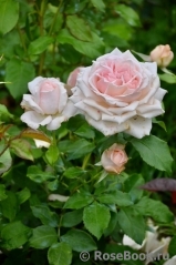 Chandos Beauty Chandos Beauty