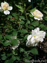 Crocus Rose® Crocus Rose®
