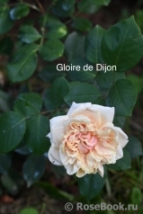 Gloire de Dijon 
