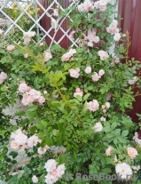 Brise Parfum Brise Parfum