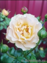 Starlet®-Rose Lizzy®