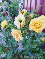 Starlet®-Rose Lizzy®