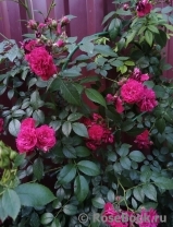 Starlet®-Rose Lola® Starlet®-Rose Lola®