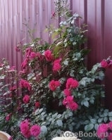 Starlet®-Rose Lola® Starlet®-Rose Lola®