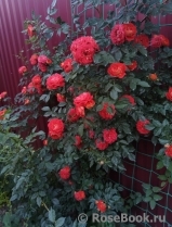 Starlet®-Rose Carmen® Starlet®-Rose Carmen®