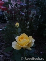 Tete d'Or