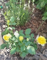 Tete d'Or