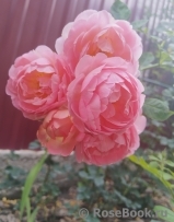Pink Lady of Shalott