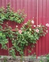 Abraham Darby Abraham Darby