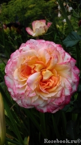 Pierre Tchernia Pierre Tchernia