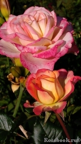 Pierre Tchernia Pierre Tchernia