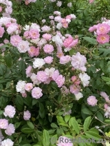 Guirlande Rose Guirlande Rose