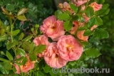 Westerland