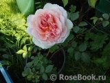 Abraham Darby