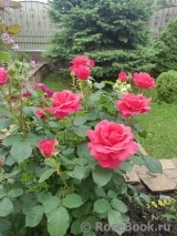 Alexander's Issie