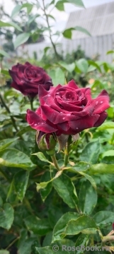 Black Baccara