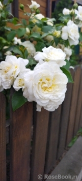 Lady Romantica