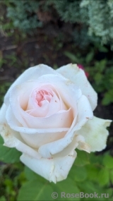 White O'Hara