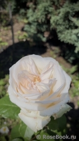 White O'Hara