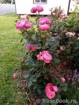Gartenprinzessin Marie-Jose ®