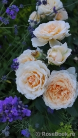 Cream Abundance Cream Abundance